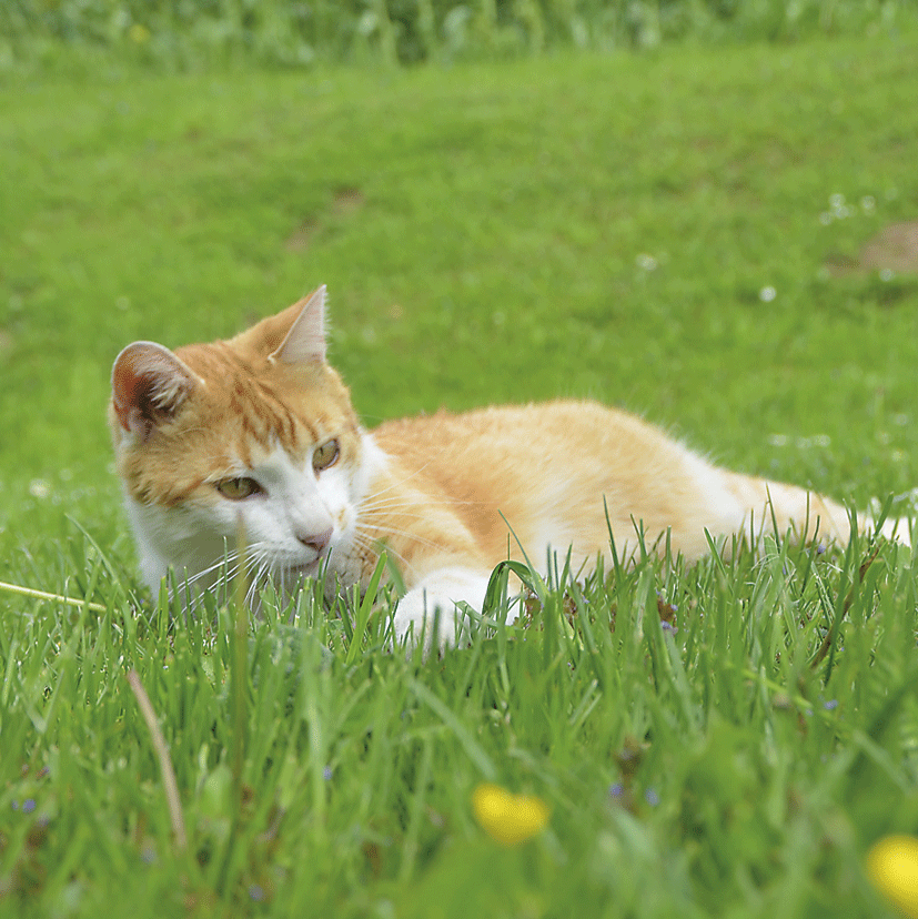 KatzenMichelWiesenah2